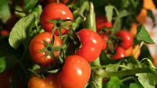 С 1/3 намаляват площите у нас за производство на домати и пипер