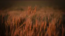 Танева очаква с 25% по-малък добив на пшеница през тази година