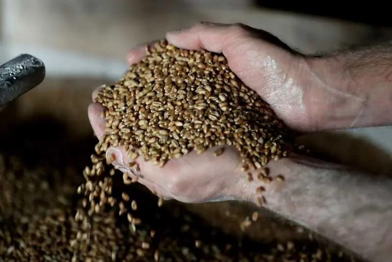 С около 30% по-слаби добиви на пшеница очакват зърнопроизводителите у нас