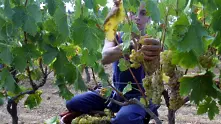 Потреблението на италианско вино се очаква да спадне с 10% през 2020 г. 