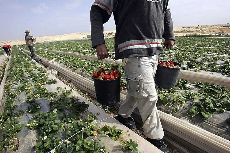 Испания започна строеж на лагер за берачи на ягоди след натиск от ООН