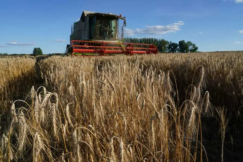 Танева: Добивът на пшеница тази година е достатъчен за изхранването на населението