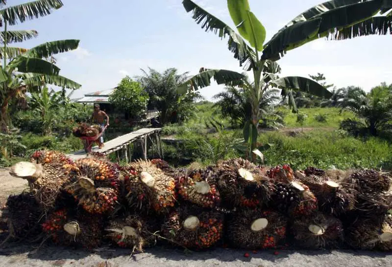 Разследване разкри злоупотреби с работници в плантации за палмово масло