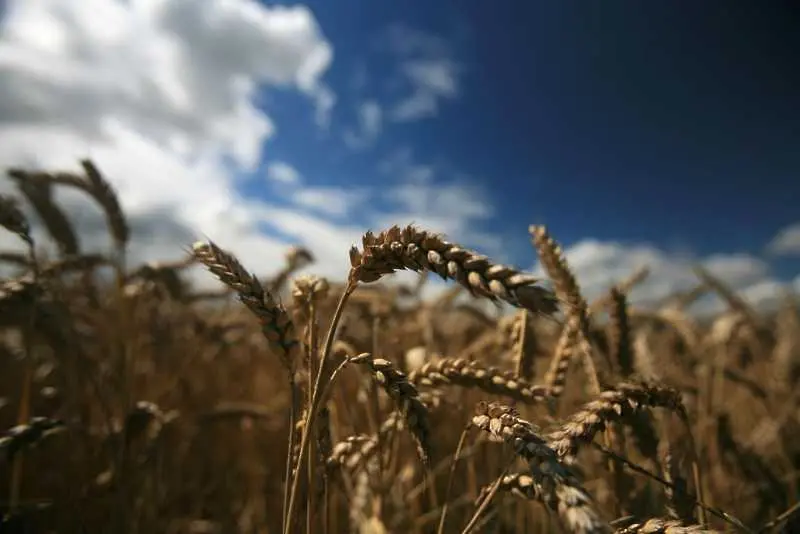 Аржентина става първата страна, разрешила генно модифицираната пшеница