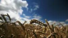 Аржентина става първата страна, разрешила генно модифицираната пшеница
