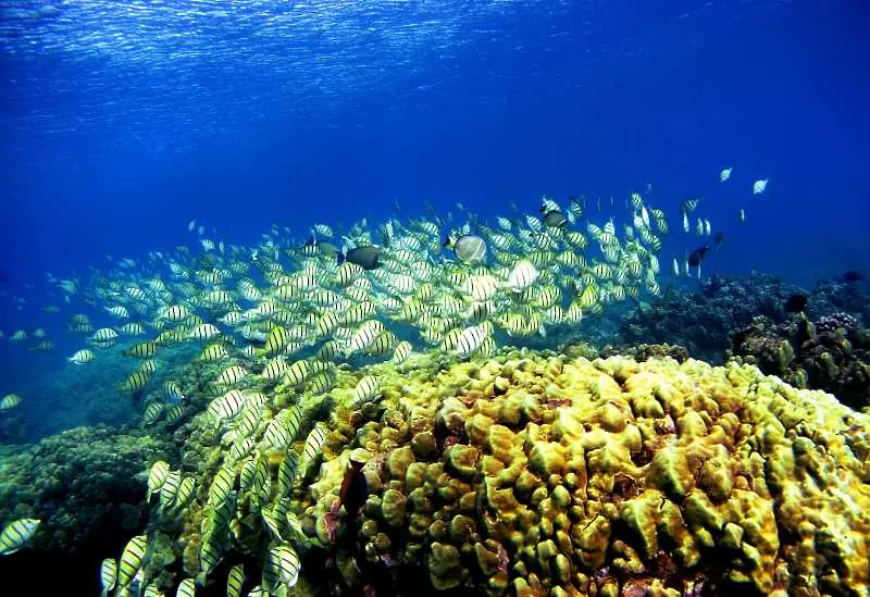 Откриха коралов риф, по-висок от „Емпайър Стейт Билдинг“