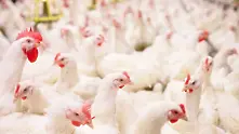 Япония и две европейски държави докладваха за огнища на птичи грип