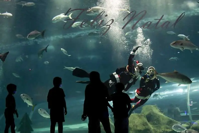 Снимка на седмицата: Дядо Коледа в подводния свят