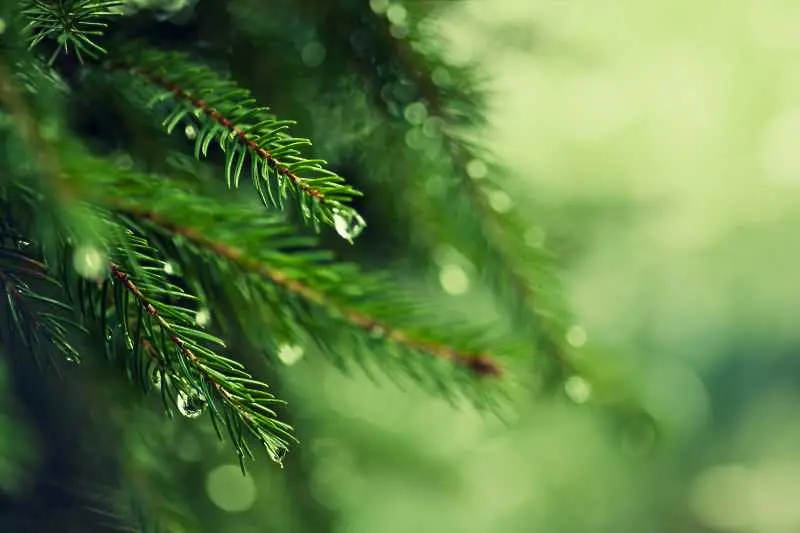 Учени разгадаха защо елхите винаги остават зелени