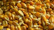 Поскъпването на суровините е в ход – царевицата повиши цената си 50% за 6 месеца