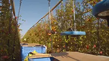 Израелска компания създаде дрон за бране на плодове