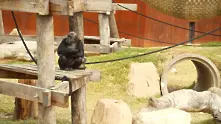 Шимпанзета провеждат разговори в Zoom всеки ден