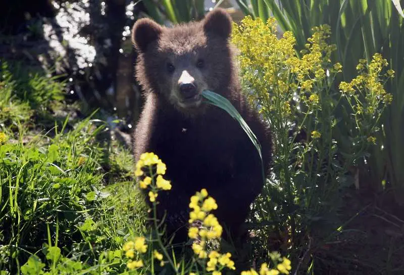 „Часът на Земята“ тази година ще е посветен на мечките