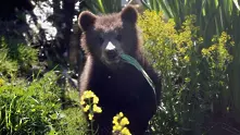 „Часът на Земята“ тази година ще е посветен на мечките