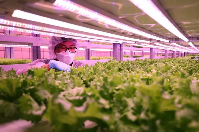 Снимка на седмицата: Зеленчуковата ферма в метрото на Сеул