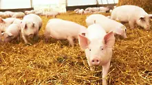 Свинекомплексите у нас вече могат свободно да изнасят месо за ЕС