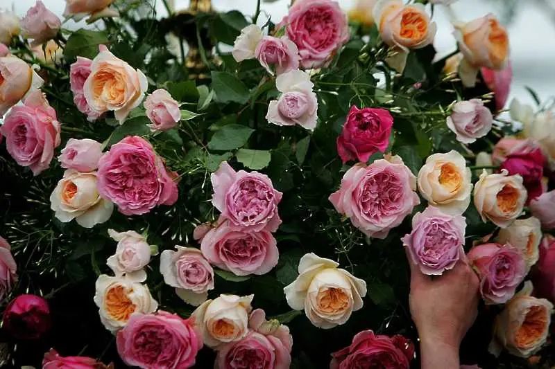 Държавата търси варианти да субсидира производителите на рози