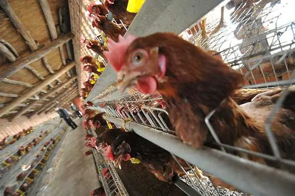 ЕК ще забрани клетките за селскостопански животни