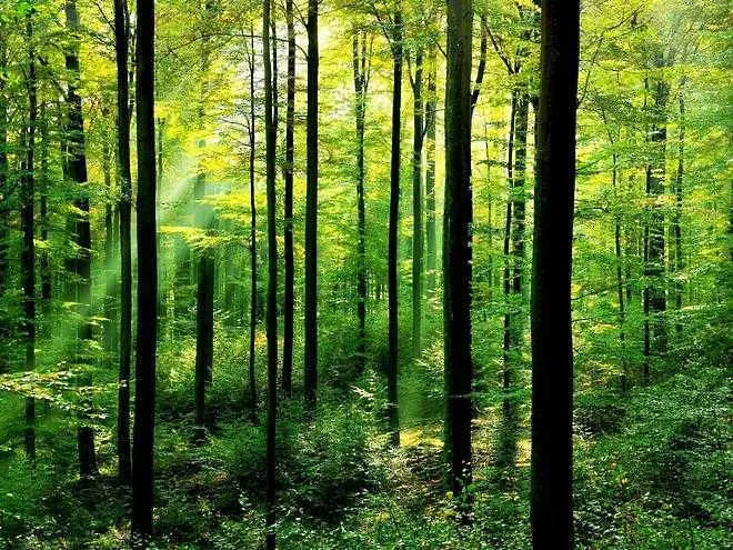 Шефът на Агенцията по горите: Незаконната сеч не е основният проблем на българските гори 