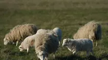 Виртуални стада източват евросубсидии