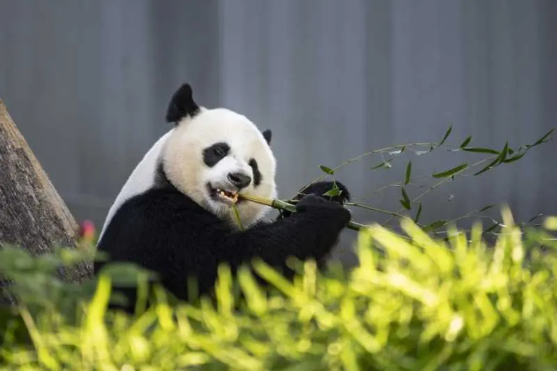 Голямата панда вече не е застрашен вид