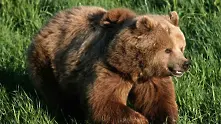 Над 50 000 души подписаха петиция в защита на мечката от Белица 
