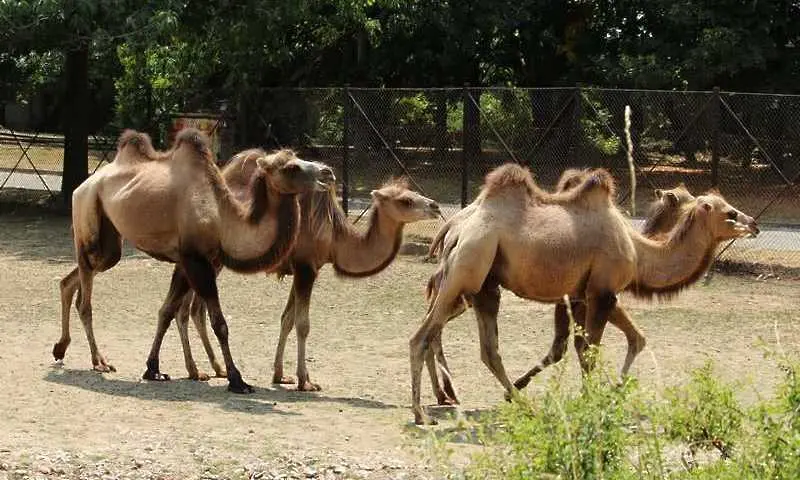 Двугърби камили пристигнаха в Софийския зоопарк
