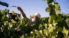 Френските производители на вино в надпревара с времето