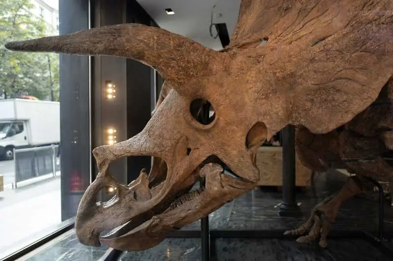 Скелет на динозавър на 66 млн. години отива на търг