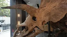 Скелет на динозавър на 66 млн. години отива на търг