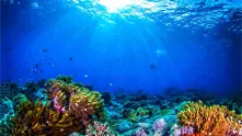 Франция ще отдели 3 млн. евро за спасяване на коралови рифове