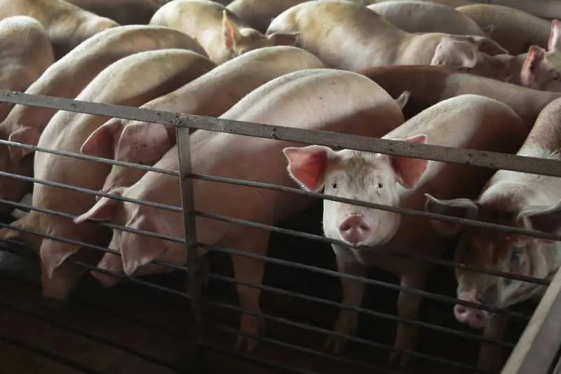 Великобритания е пред криза със свинското месо