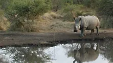 Учени возиха носорог с главата надолу. Грабнаха Антинобелова награда