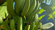 Огромни са щетите за банановите плантации, причинени от вулкана в Ла Палма