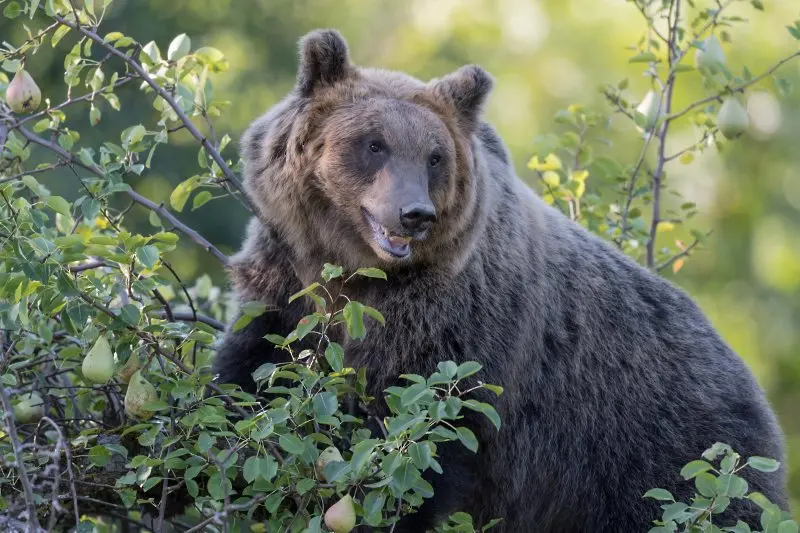 „Крадец“ в италианска къща се оказа… застрашена мечка