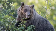 „Крадец“ в италианска къща се оказа… застрашена мечка
