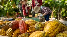 Променливите цени на какаото тласкат производители към бедност