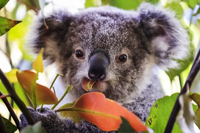 Австралия дава 35 млн. долара за защита на коалите