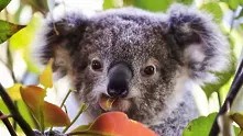 Австралия дава 35 млн. долара за защита на коалите