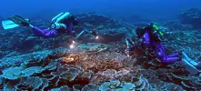 Откриха необичаен коралов риф край бреговете на Таити