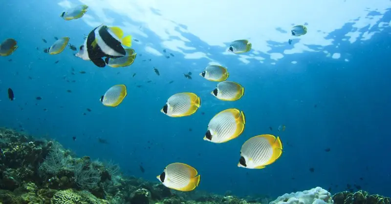 Учени откриха говорещи риби