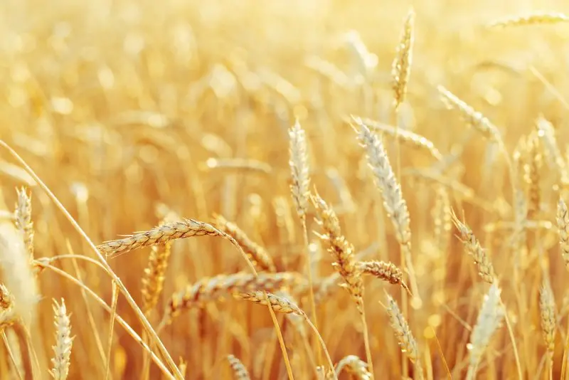 Най-големият вносител на пшеница в света се готви за последиците от конфликта Русия - Украйна