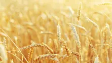 Най-големият вносител на пшеница в света се готви за последиците от конфликта Русия - Украйна