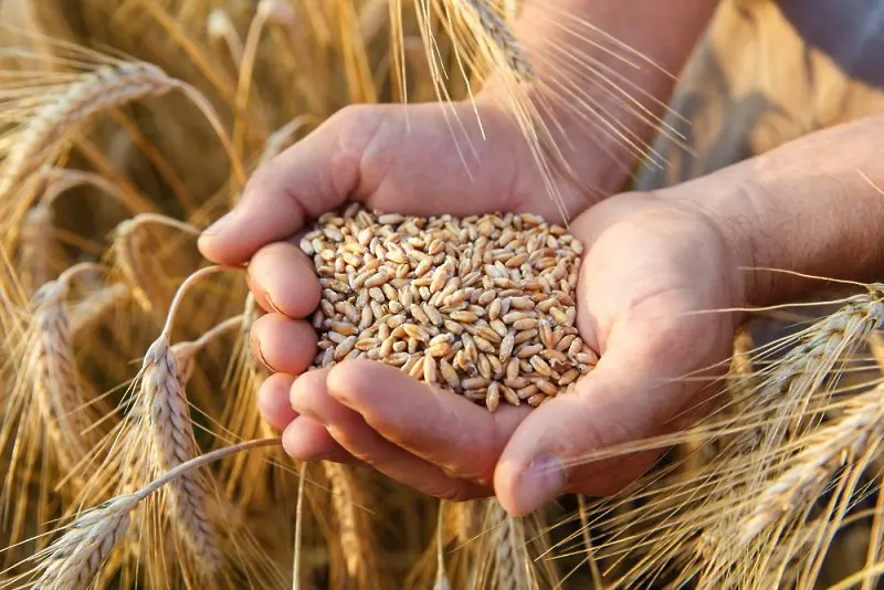 Колко зависим е светът от зърното на Украйна и Русия