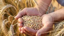 Колко зависим е светът от зърното на Украйна и Русия