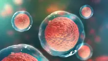 Учени откриха чисто нов тип клетка в човешкото тяло