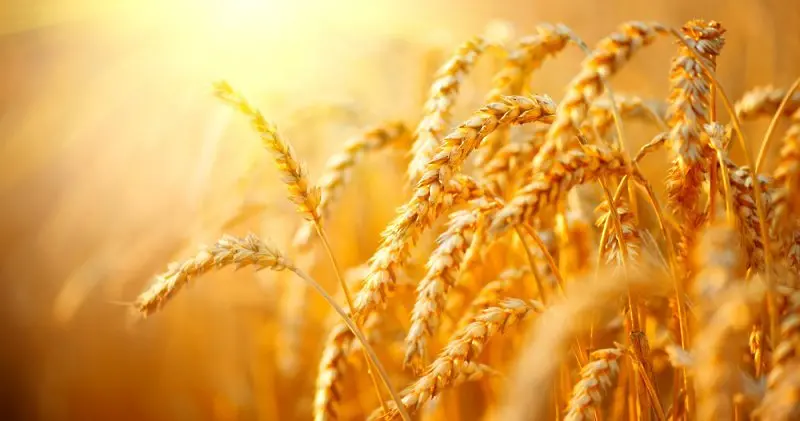 ООН предупреждава, че милиони тонове неизползвано зърно са блокирани в Украйна 