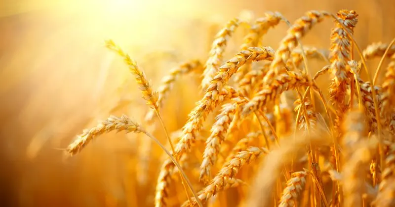 Горещините изгарят пшеницата в Индия, пречат на плановете за износ