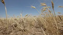Индия забрани износа на пшеница