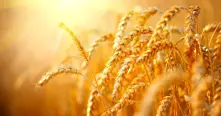 Индия увеличава износа на пшеница